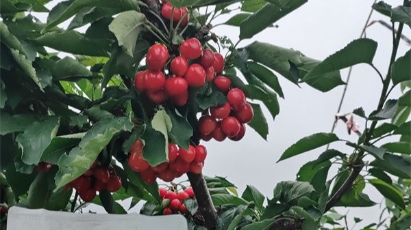 樱桃转色期施肥，种出高甜“红宝石”