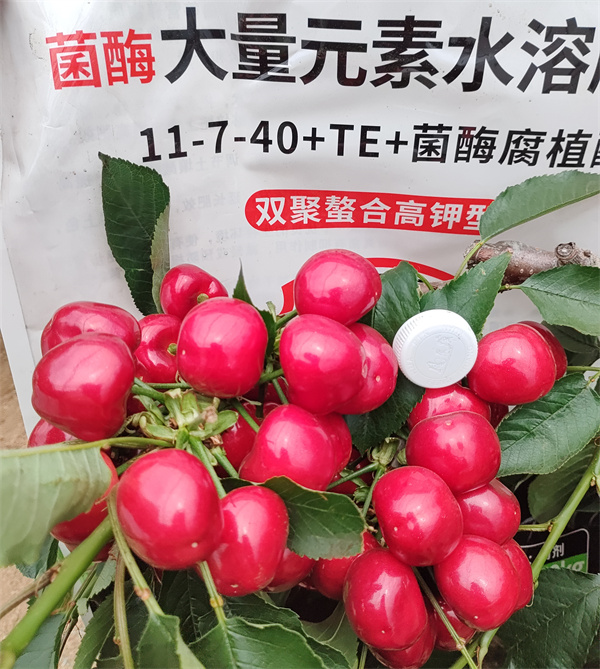 樱桃施肥-马希姆菌酶水溶肥 