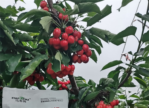 樱桃施肥-马希姆菌酶水溶肥