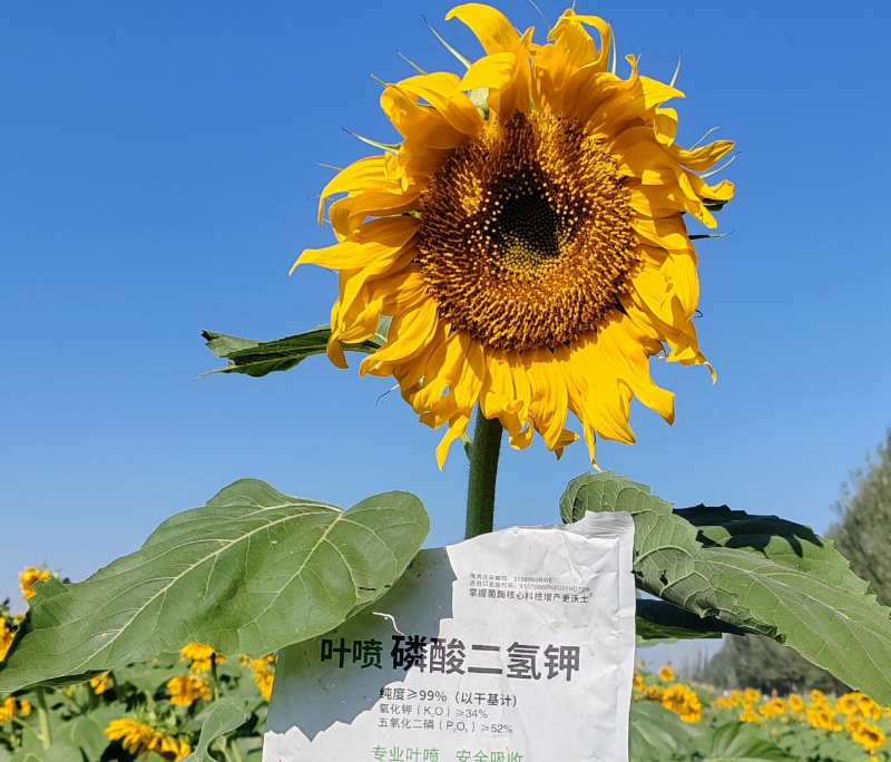 向日葵施肥-马希姆磷酸二氢钾