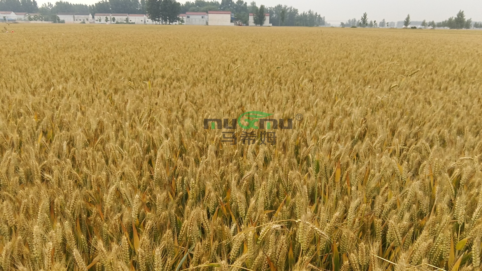 叶面肥怎么选？马希姆为您讲解