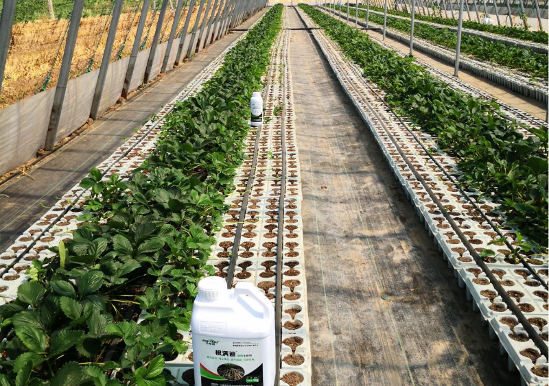 草莓施肥-马希姆根满迪生根剂
