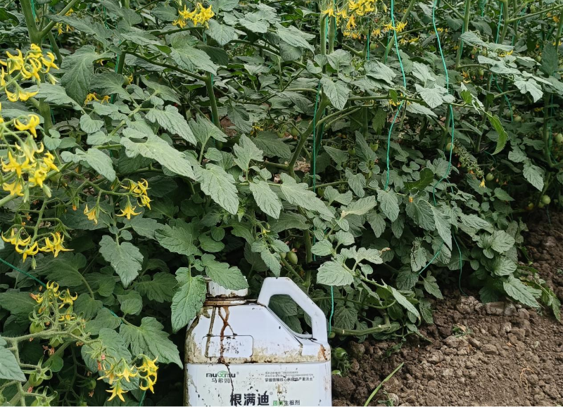 圣女果施肥-马希姆根满迪生根剂