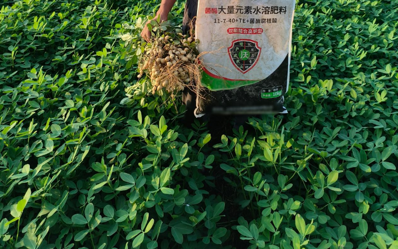 花生施肥-马希姆高钾大量元素水溶肥