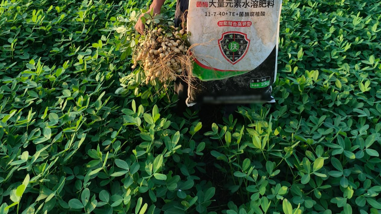 花生结荚期施肥要点速看，避免秕粒烂果