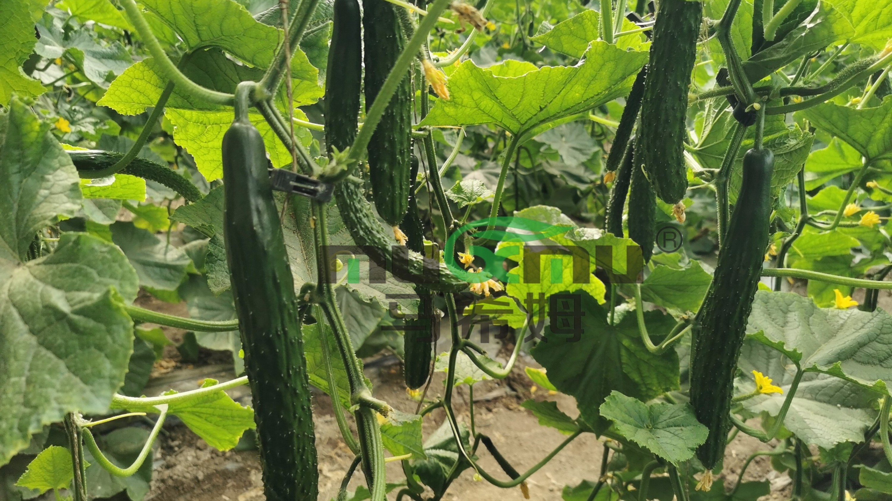 黄瓜施什么肥料最好?菌酶腐植酸来帮忙 黄瓜施什么肥料最好?菌酶腐植酸来帮忙