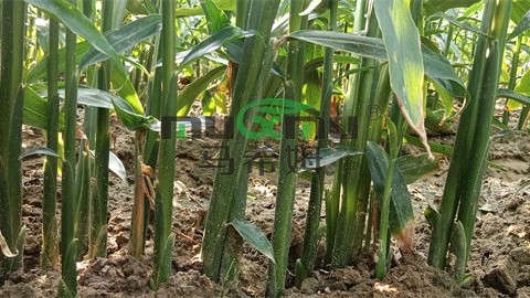 大姜种植,全时期施肥攻略 大姜种植,全时期施肥攻略