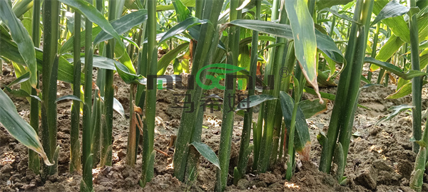 大姜施肥-马希姆菌酶水溶肥.