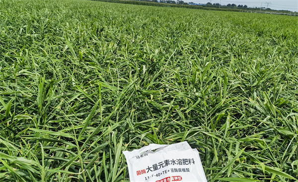 大姜施肥-马希姆菌酶水溶肥