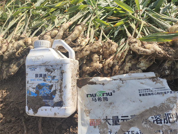 大姜施肥-马希姆菌酶水溶肥 