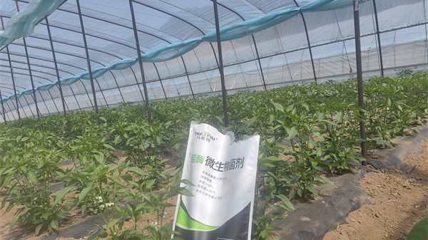 微生物菌剂，土壤改良的优选