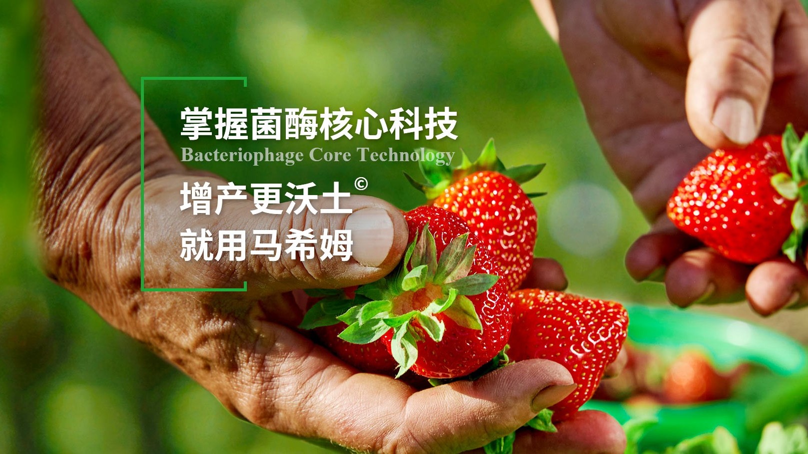 辣椒施肥用菌酶腐植酸,助力丰收 辣椒施肥用菌酶腐植酸,助力丰收