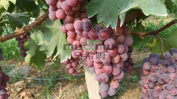 <i style='color:red'>葡萄施肥</i>:科学施肥,促进产量与品质 <i style='color:red'>葡萄施肥</i>:科学施肥,促进产量与品质