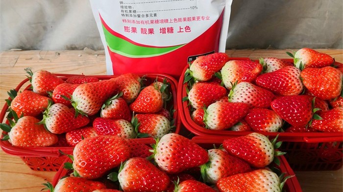 <i style='color:red'>水溶肥使用</i>应注意哪些问题,草莓如何“抢鲜”? <i style='color:red'>水溶肥使用</i>应注意哪些问题,草莓如何“抢鲜”?