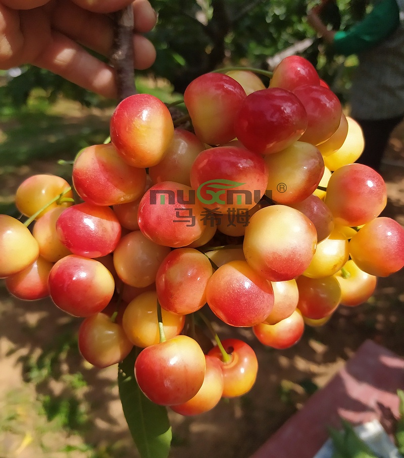 冬季大棚樱桃管理-用马希姆菌酶水溶肥
