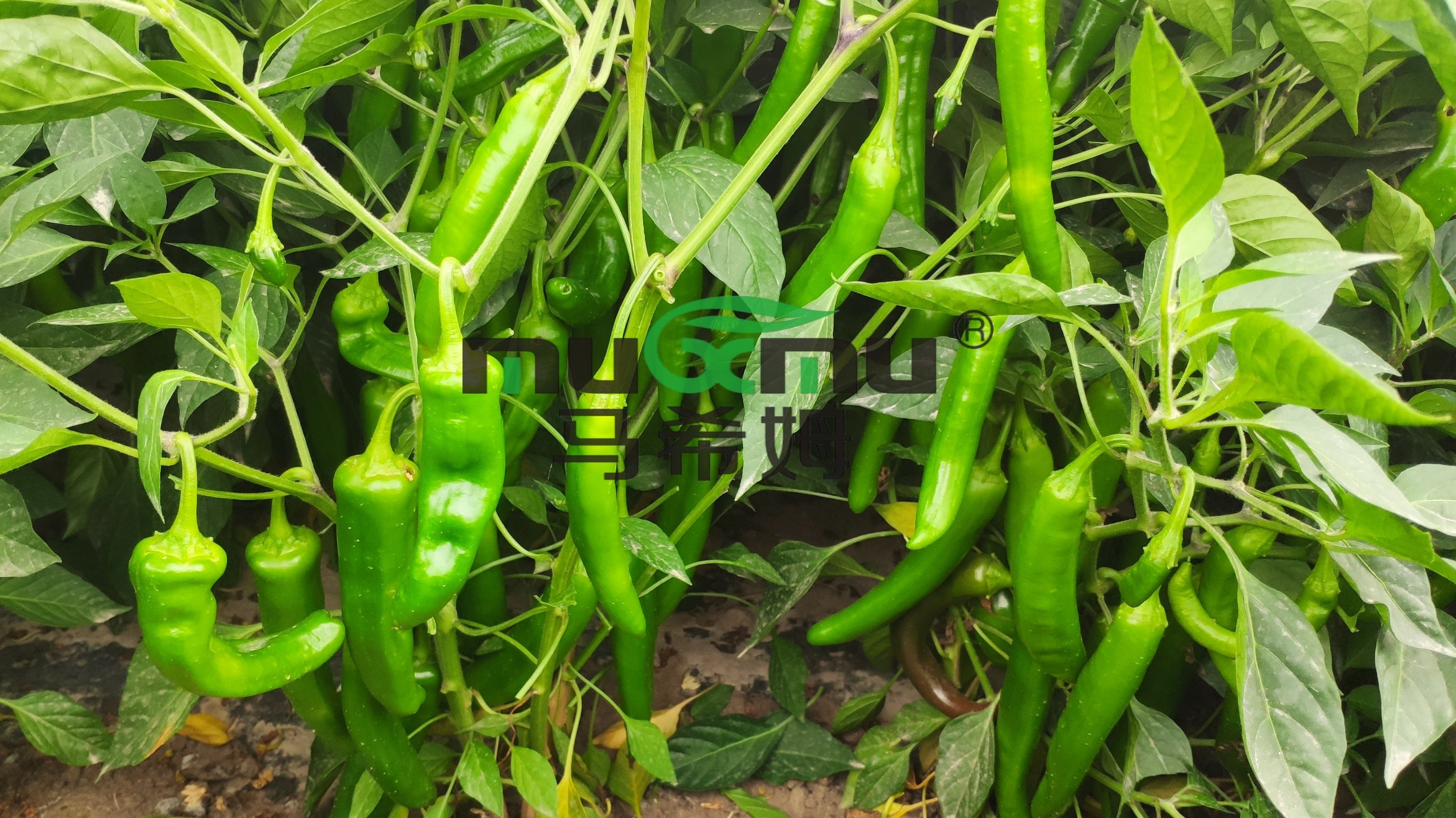 辣椒施肥用什么肥料?种植户点赞马希姆 辣椒施肥用什么肥料?种植户点赞马希姆