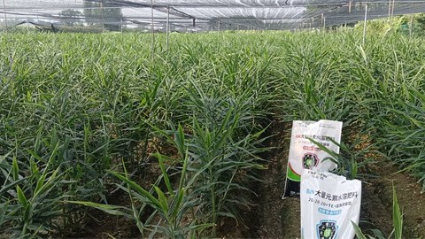 大姜种植获得高产的秘诀