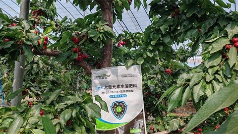 <i style='color:red'>樱桃转色</i>期管理,打造高品质果实 <i style='color:red'>樱桃转色</i>期管理,打造高品质果实
