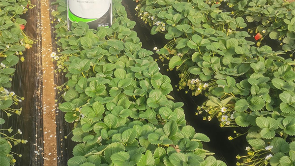 微生物菌剂：重塑农业生产的绿色新引擎