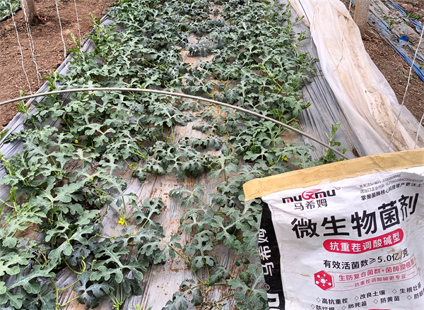 西瓜施肥-马希姆菌酶水溶肥 