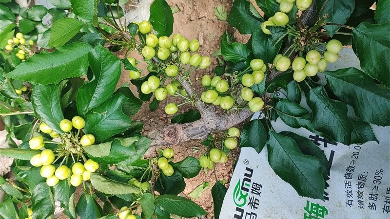 微生物菌剂哪家效果好？必看的选购指南！