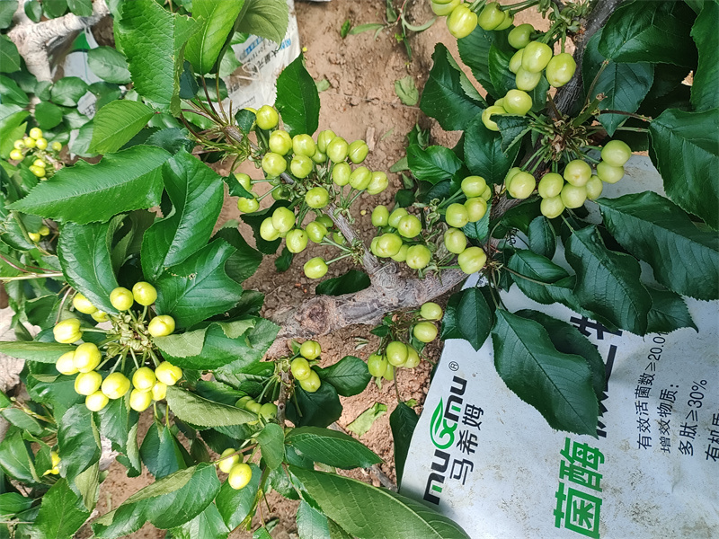 樱桃种植-马希姆微生物菌剂 