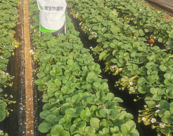 马希姆微生物菌剂.