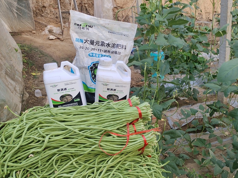 生根剂-豆角用马希姆根满迪菌酶生根剂效果