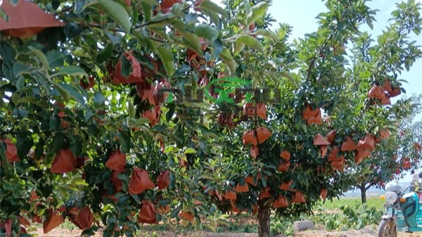 颗粒<i style='color:red'>微生物菌剂</i>为何异军突起 颗粒<i style='color:red'>微生物菌剂</i>为何异军突起