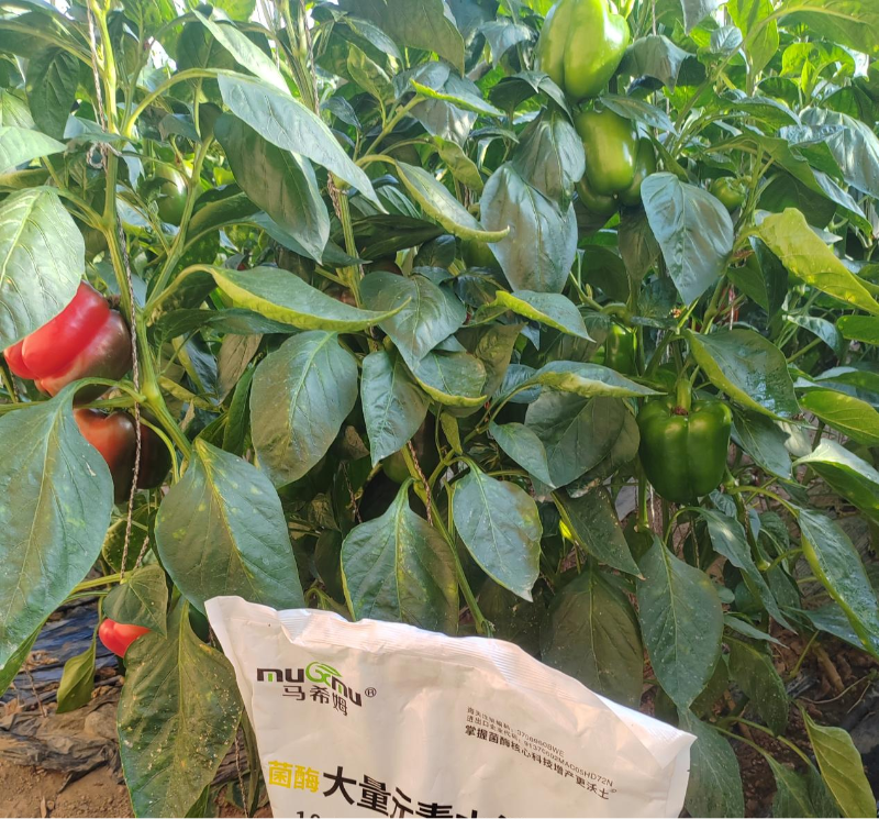 彩椒施肥-马希姆高磷大量元素水溶肥
