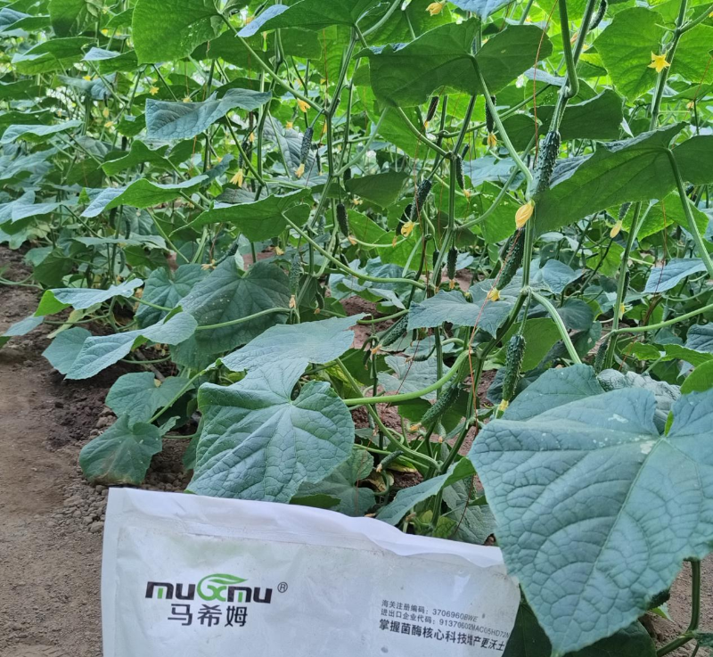 黄瓜施肥-马希姆平衡大量元素水溶肥
