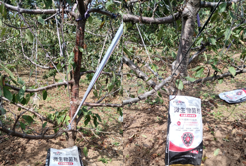 樱桃施肥-马希姆颗粒微生物菌剂