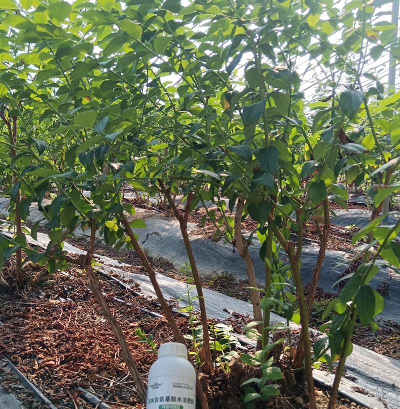 蓝莓施肥-马希姆含氨基酸水溶肥