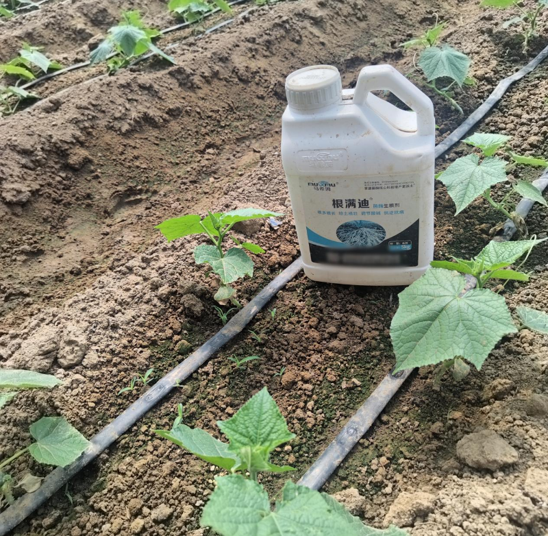 黄瓜施肥-马希姆根满迪生根剂