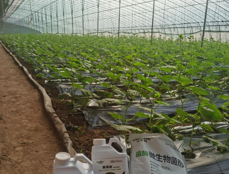 黄瓜施肥-马希姆菌酶水溶肥