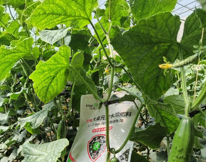 黄瓜施肥-马希姆高钾大量元素水溶肥