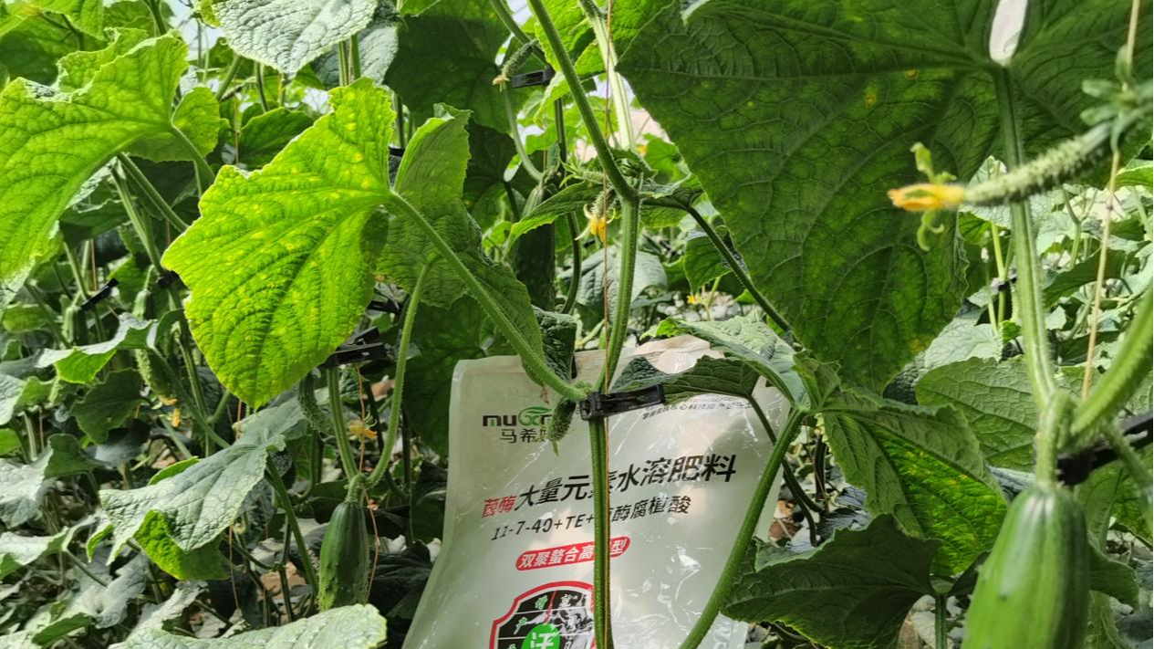 暖棚黄瓜施肥：不同时期施肥要点