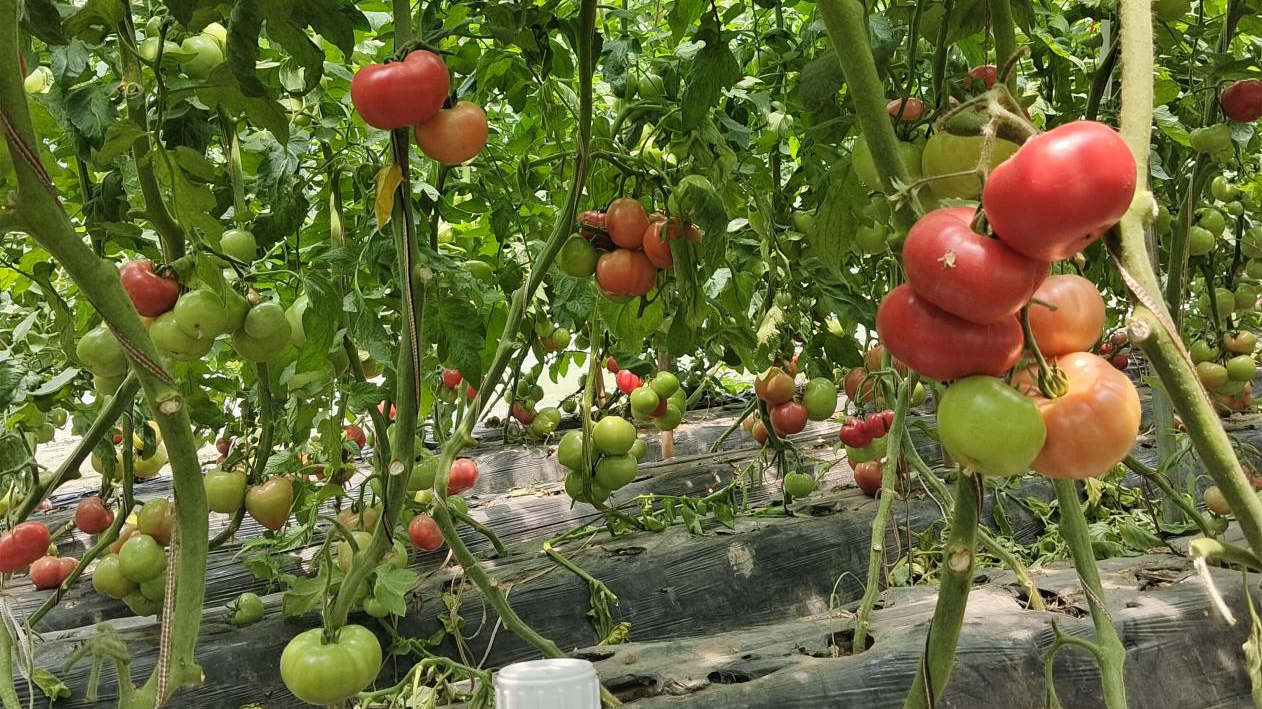 <i style='color:red'>番茄僵果</i>不用慌，科学应对有方法