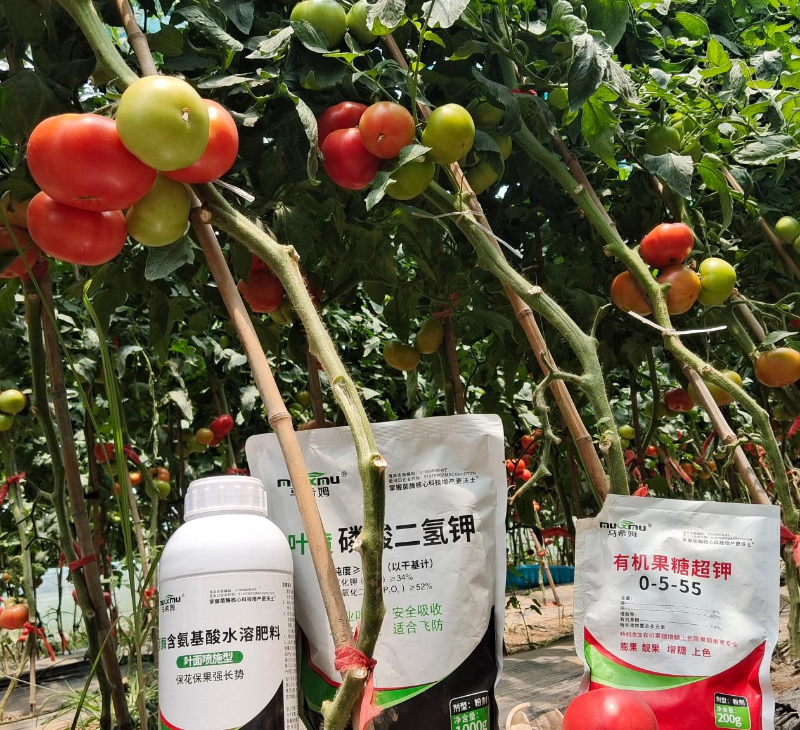 番茄施肥-马希姆菌酶水溶肥