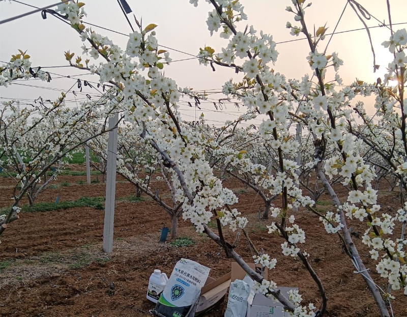 梨树施肥-马希姆菌酶水溶肥