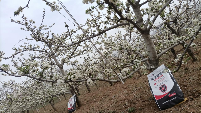 樱桃施肥-马希姆颗粒微生物菌剂