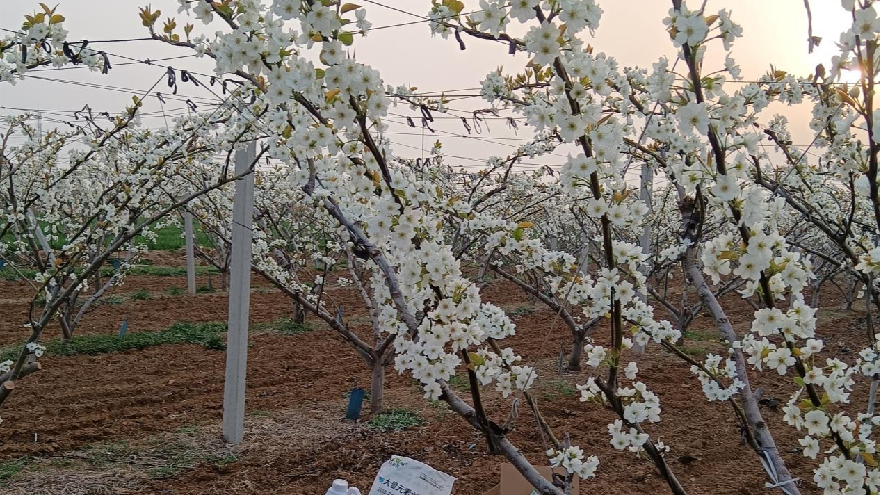 土壤改良——普通地块也能高产
