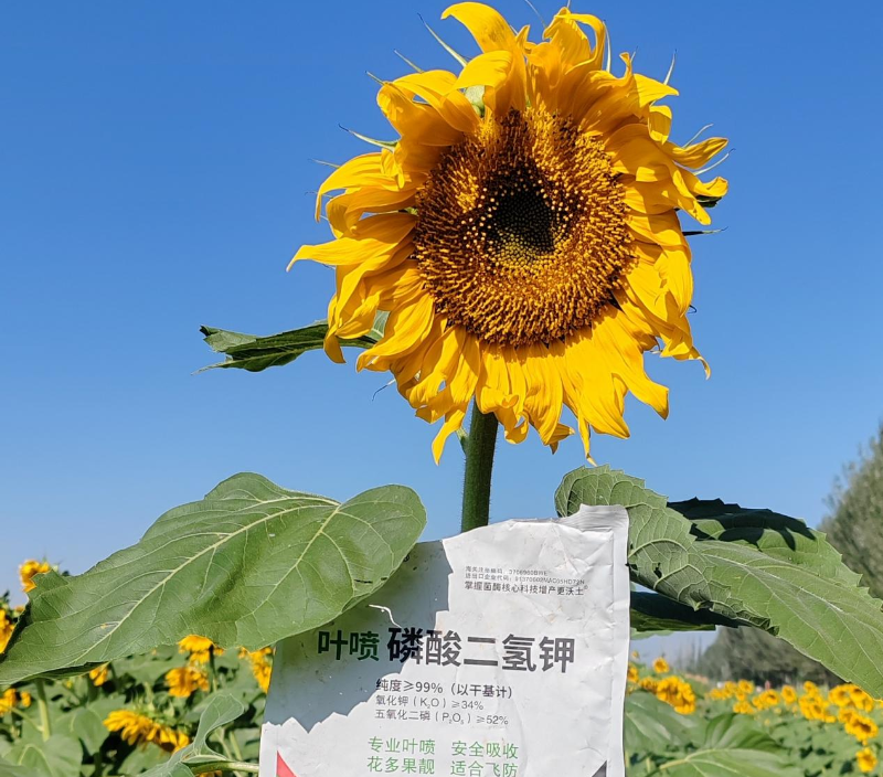 向日葵施肥-马希姆磷酸二氢钾