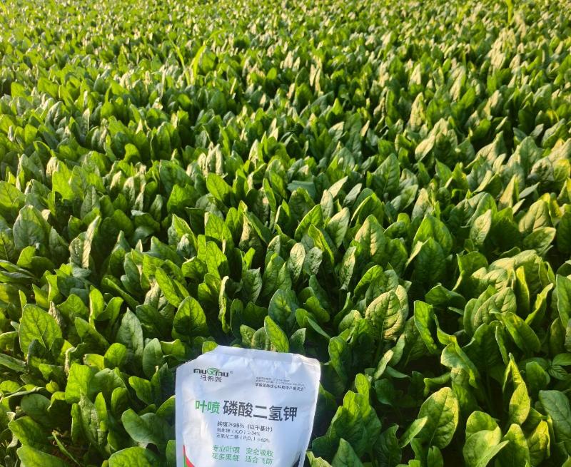 菠菜施肥-马希姆磷酸二氢钾