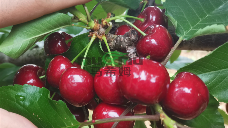 <i style='color:red'>樱桃管理要点</i>:怎样才能让樱桃结的多,产量高,品质好? <i style='color:red'>樱桃管理要点</i>:怎样才能让樱桃结的多,产量高,品质好?