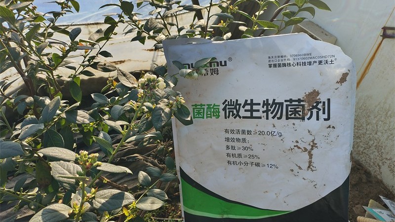 <i style='color:red'>微生物菌剂</i>应该如何正确使用? <i style='color:red'>微生物菌剂</i>应该如何正确使用?
