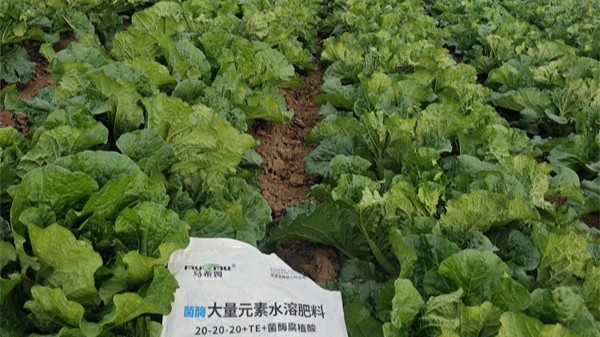 白菜<i style='color:red'>施肥技术</i>与注意事项 白菜<i style='color:red'>施肥技术</i>与注意事项