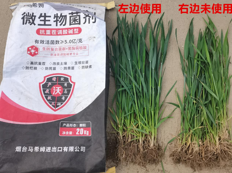 小麦施肥-马希姆颗粒微生物菌剂
