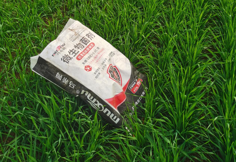 小麦施肥-马希姆颗粒微生物菌剂