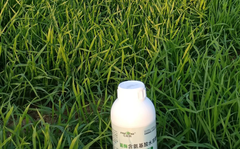 小麦施肥-马希姆含氨基酸水溶肥